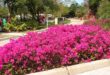 10 Bougainvillea Uses for Gardeners | Landscaping with Bougainvillea