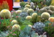 11 Ways to Use Cactus in Your Landscaping