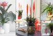 12 Different Bromeliad Types to Grow Indoors | Bromeliad Varieties