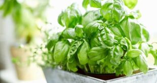 12 Most Versatile Vegetables & Herbs Every Container Gardener Must Grow