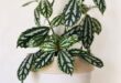13 Metallic Sheen Indoor Plants | Plants with Metallic Leaves