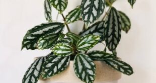 13 Metallic Sheen Indoor Plants | Plants with Metallic Leaves