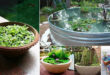 13 Peaceful DIY Container Water Garden Ideas For Container Gardeners