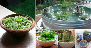 13 Peaceful DIY Container Water Garden Ideas For Container Gardeners