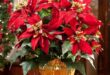 13 Popular Holiday Season Houseplants | Festive Indoor Plants