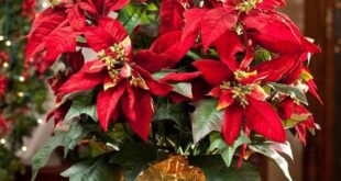 13 Popular Holiday Season Houseplants | Festive Indoor Plants
