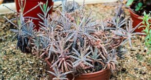13 Succulents That Grow Like Weed & Anyone Can Grow Them