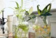 15 Indoor Plant Propagation Station Ideas