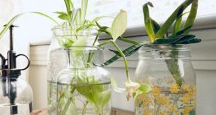 15 Indoor Plant Propagation Station Ideas