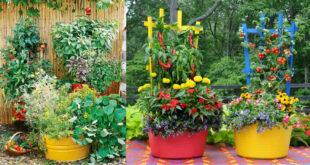 15 Stunning Container Vegetable Garden Design Ideas & Tips