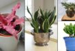 16 Adorable Mini Indoor Plants