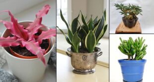 16 Adorable Mini Indoor Plants