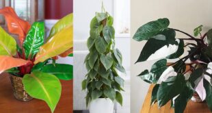 16 Types of Philodendron | Indoor Philodendron Varieties to Grow