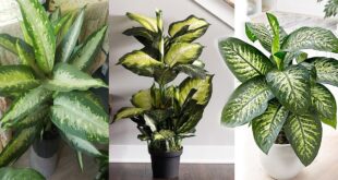 17 Different Types of Dieffenbachia Plants | Dumb Cane Varieties