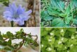 18 Beneficial Weeds in a Garden and Their Uses
