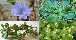 18 Beneficial Weeds in a Garden and Their Uses