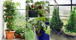 18 Best Climbing & Vining Vegetables for Containers to Grow Vertically
