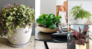18 Fast Growing Indoor Plants | What Plants Grow Fast Indoors