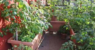 20 Edible Balcony Garden Pictures for Ideas