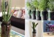 20 Indoor Plants You Can Grow in Jars & Bottles