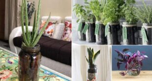 20 Indoor Plants You Can Grow in Jars & Bottles