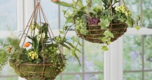 20 Unique Indoor Plants in Hanging Baskets Ideas