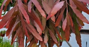 23 Best Trailing Foliage Plants for Hanging Baskets & Windowboxes