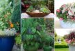 30 Plant Combination Ideas for Container Gardens | Plant Arrangements