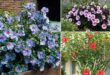 31 Types of Hibiscus | Different Varieties of Hibiscus
