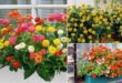 32 Appealing Cascading Flowers for Window Boxes