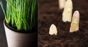 6 Edible Plants That Grow In The Dark Without ANY Space!