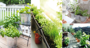 6 Types of Urban Herb Gardens That Need No Space!