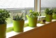6 Types of Urban Herb Gardens That Need No Space!