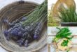 Exclusive List of 34 Cooking Herbs | Common Herbs for Cooking