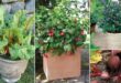 How to Grow a Smoothie Garden | 19 Plants for Smoothie Garden
