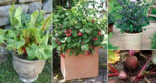 How to Grow a Smoothie Garden | 19 Plants for Smoothie Garden