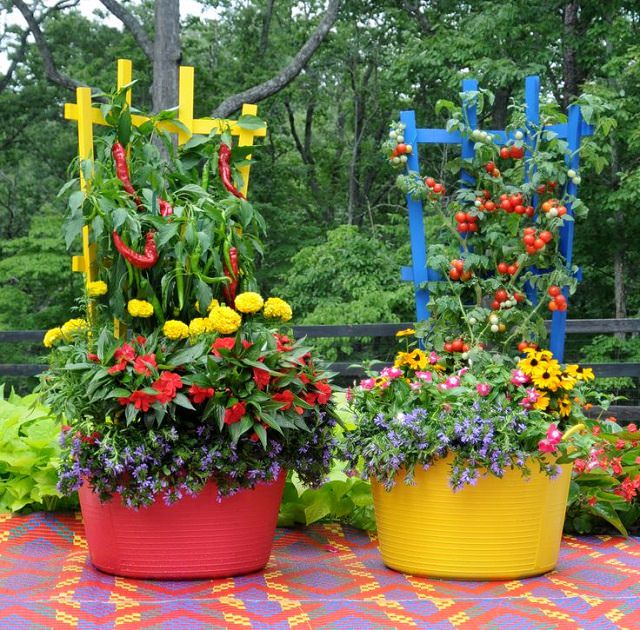 colorful vegetable garden