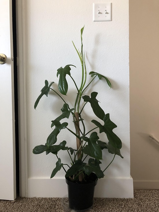 Types of Philodendron that you must plant 