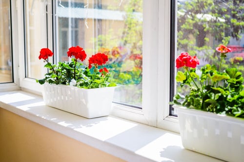  Houseplants for Sunny Windows 4
