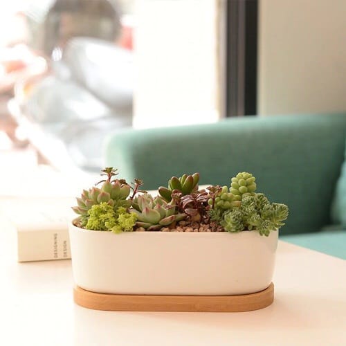 Tiny Tabletop Garden Ideas 2