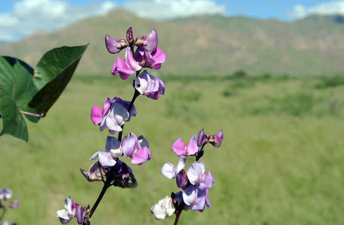 Close up of hyacinth bean against mountain background