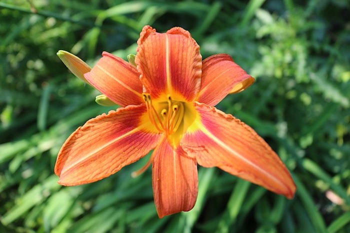 Close up of orange daylily perennial