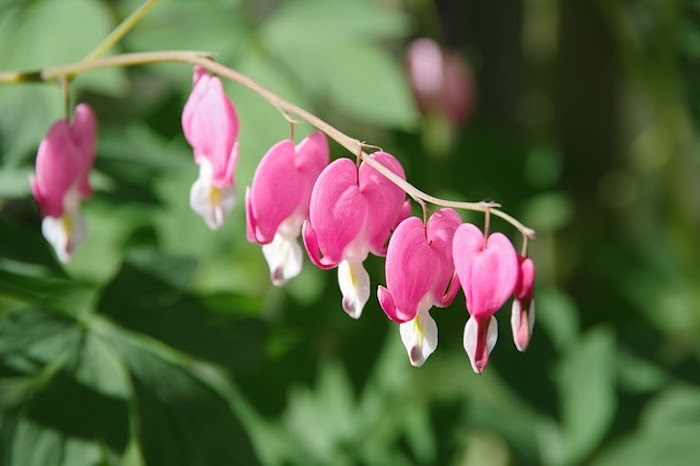Close up of pink bleeding heart blooms against green background