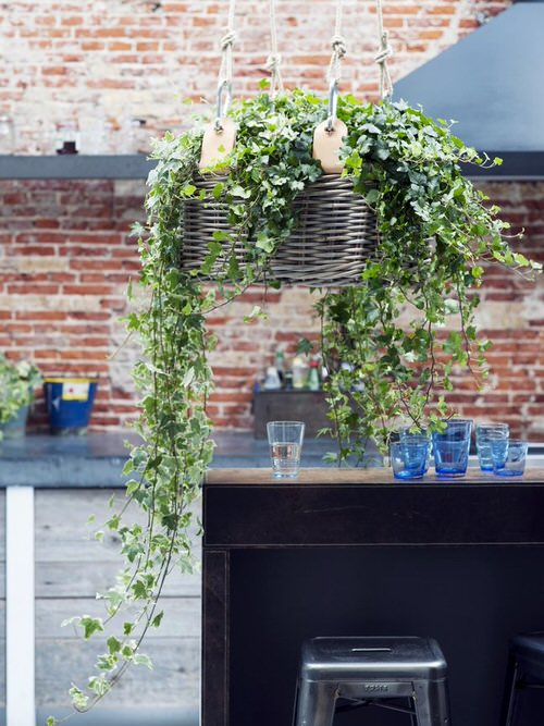Unique Indoor Plants in Hanging Baskets 6