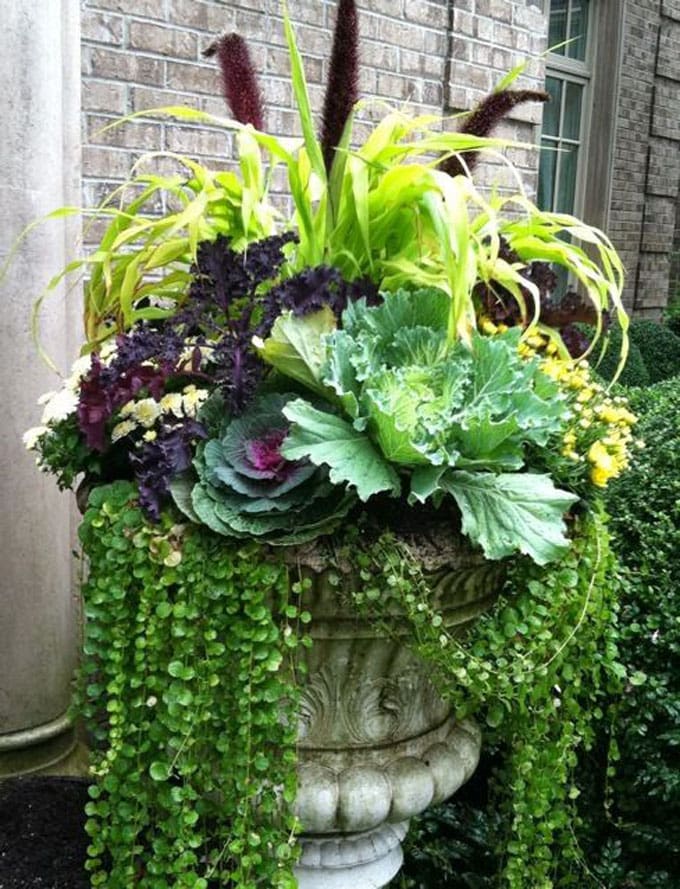 outdoor fall decorations Kale and grass with mums and Creeping Jenny in a garden urn