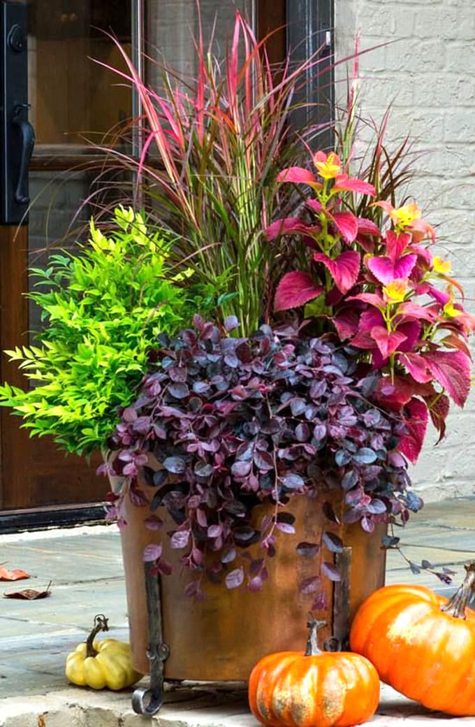 colorful foliage fall garden plants in pots on patio