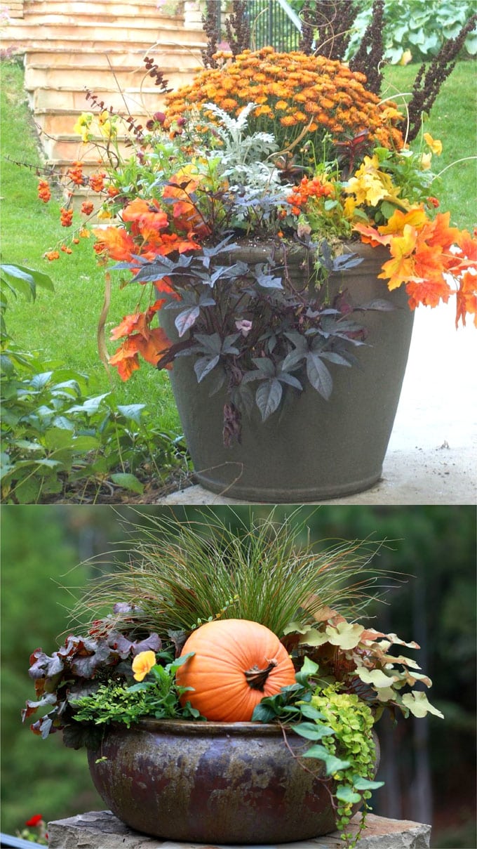 purple and orange fall pots and container gardens