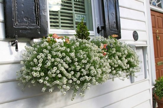 Easy to maintain Cascading Flowers for Window Boxes