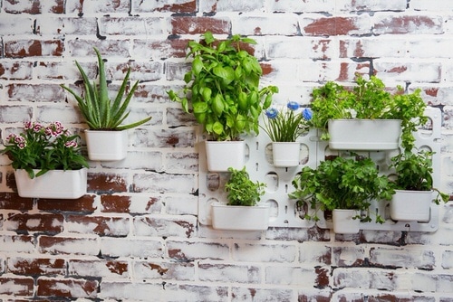 How to Decorate a Rental Home with Plants 2